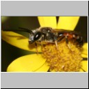 Lasioglossum cf calceatum - Furchenbiene m07.jpg